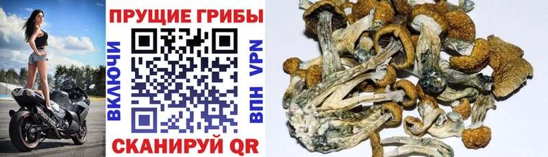 наркошоп  Долинск  KRAKEN ТОР  Псилоцибиновые грибы Psilocybine cubensis 
